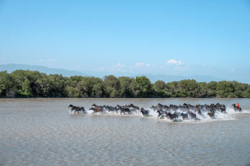 马群奔腾过河图片
