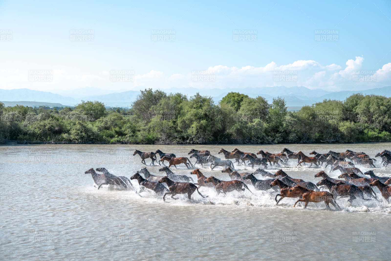 骏马奔腾过河图片