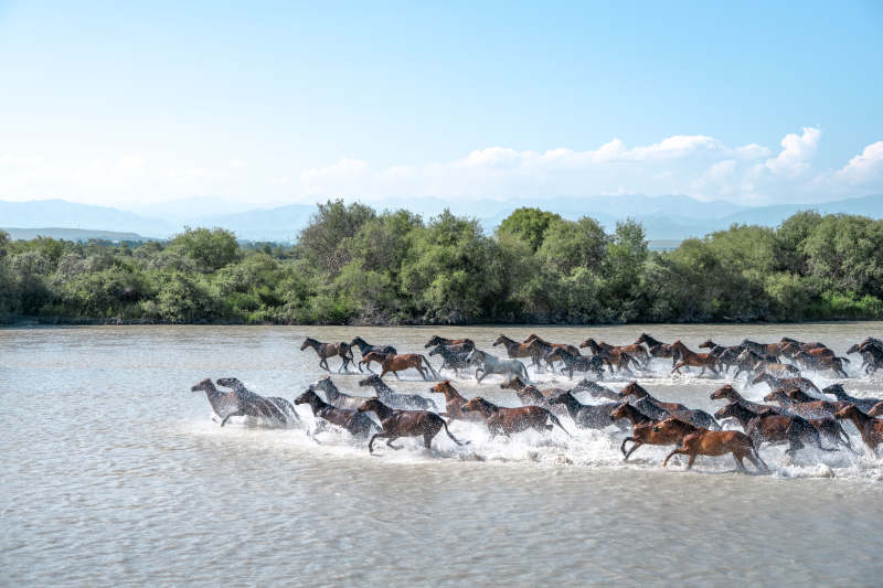 骏马奔腾过河图片