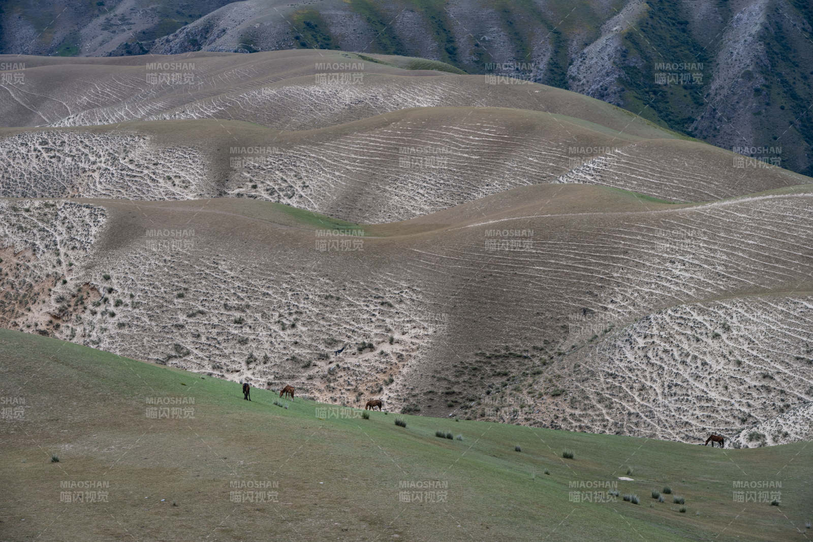 山间牧马图图片