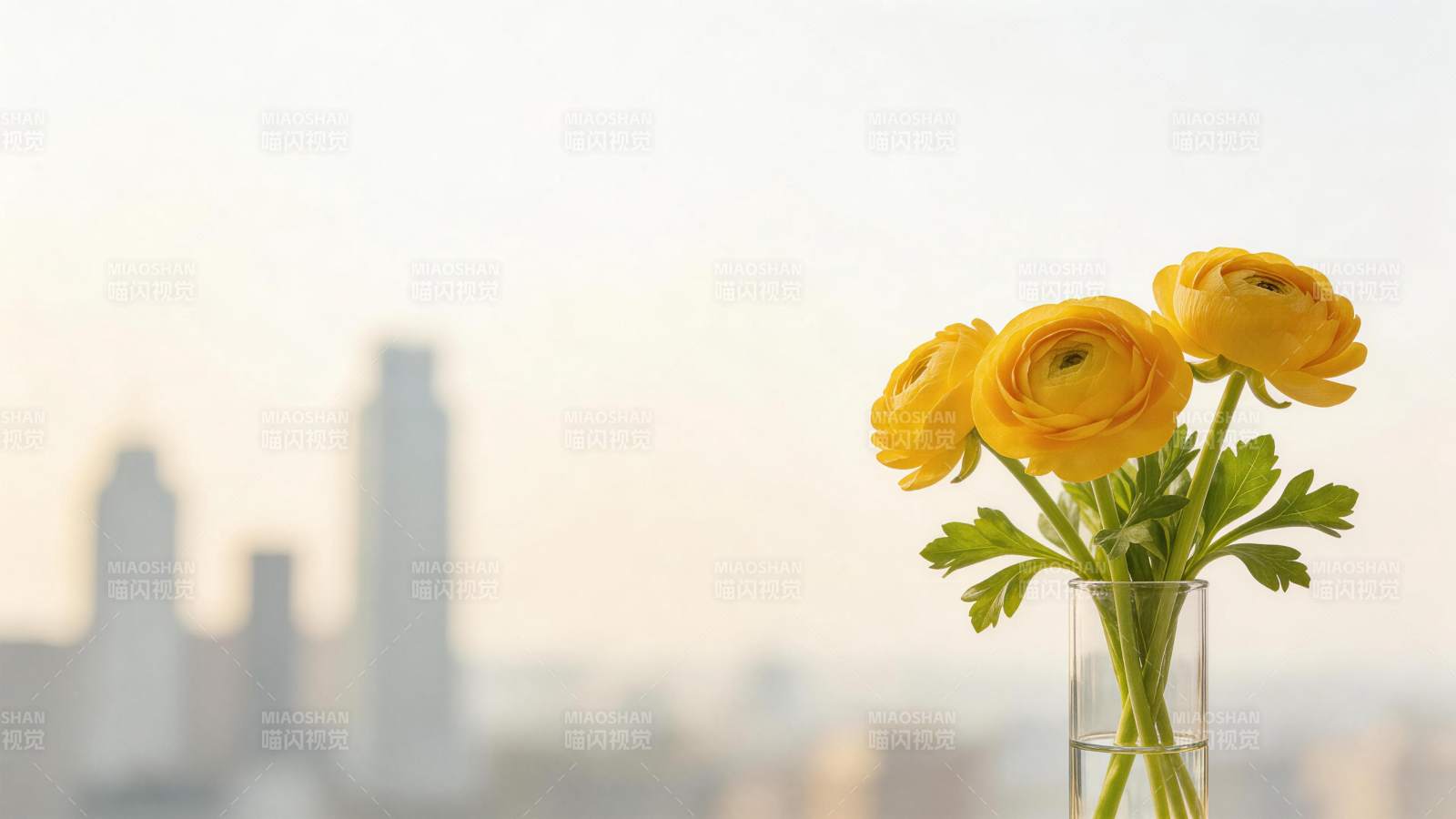 黄色毛茛插在玻璃花瓶中背景为城市高楼图片
