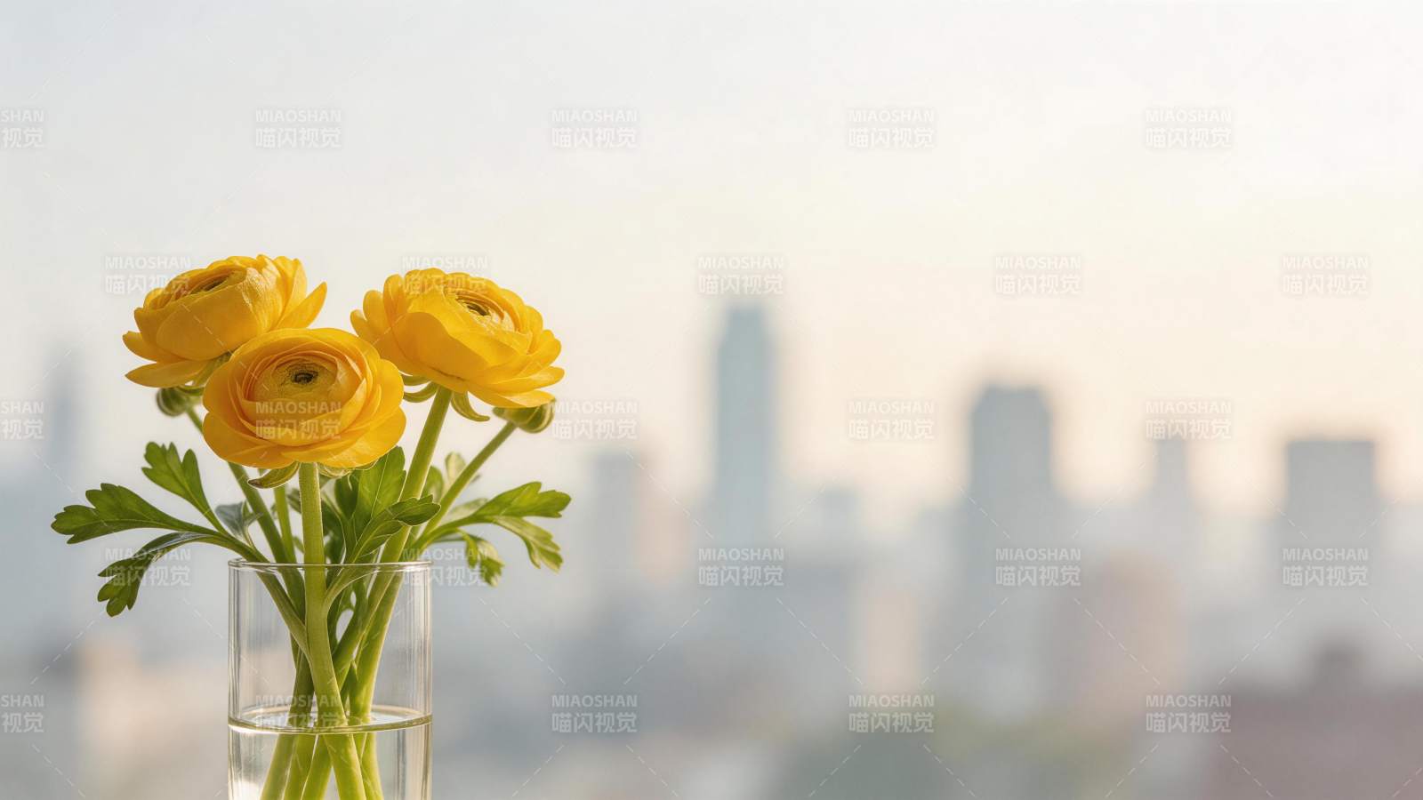 黄色毛茛插在玻璃花瓶中背景为城市天际线图片