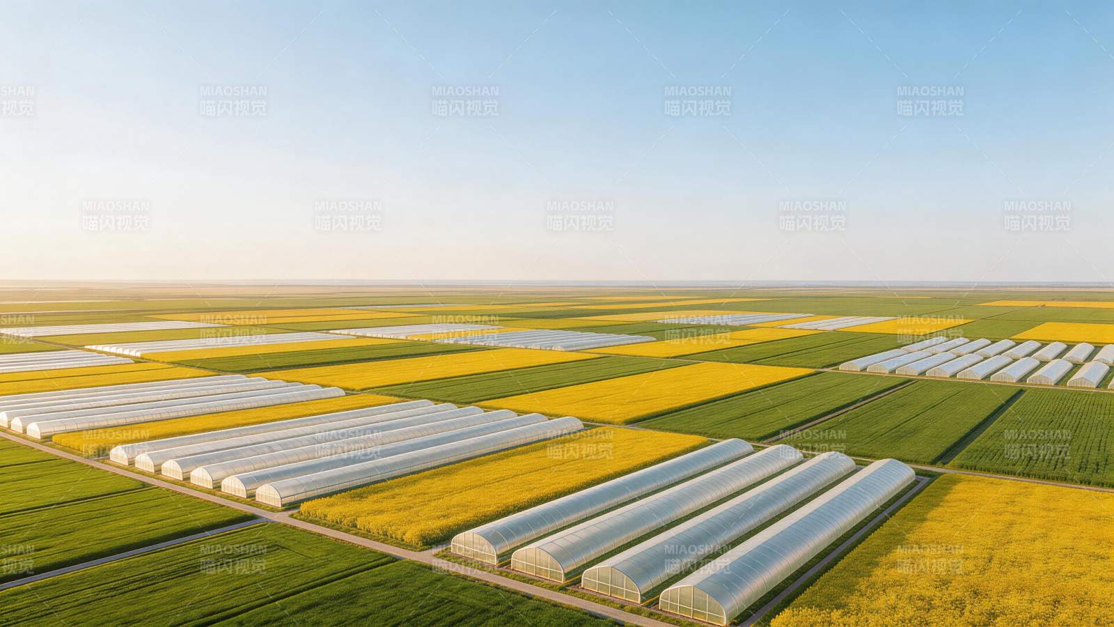 田野中整齐排列的温室大棚与油菜花田图片