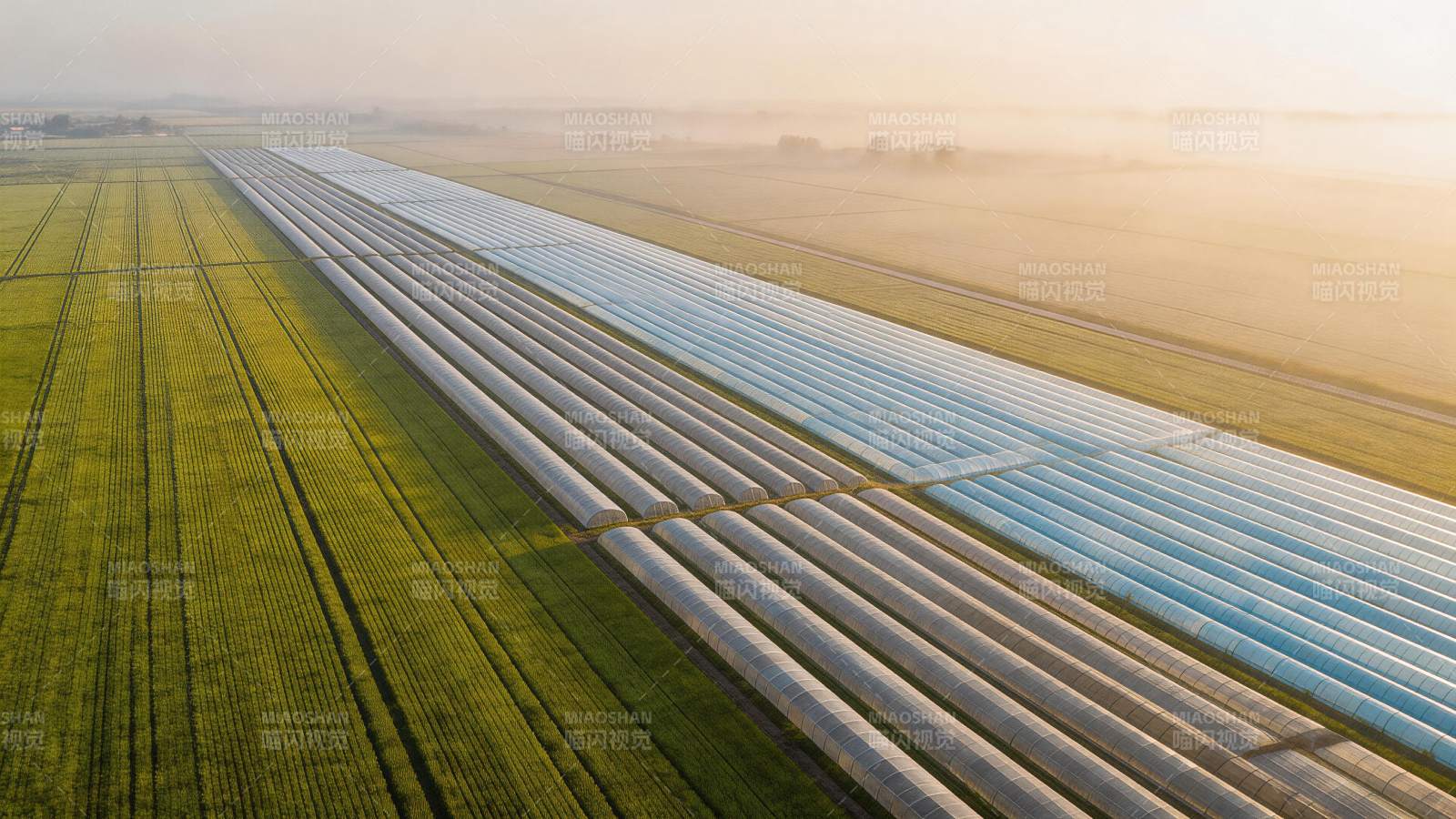 晨雾中整齐排列的农业温室大棚群图片