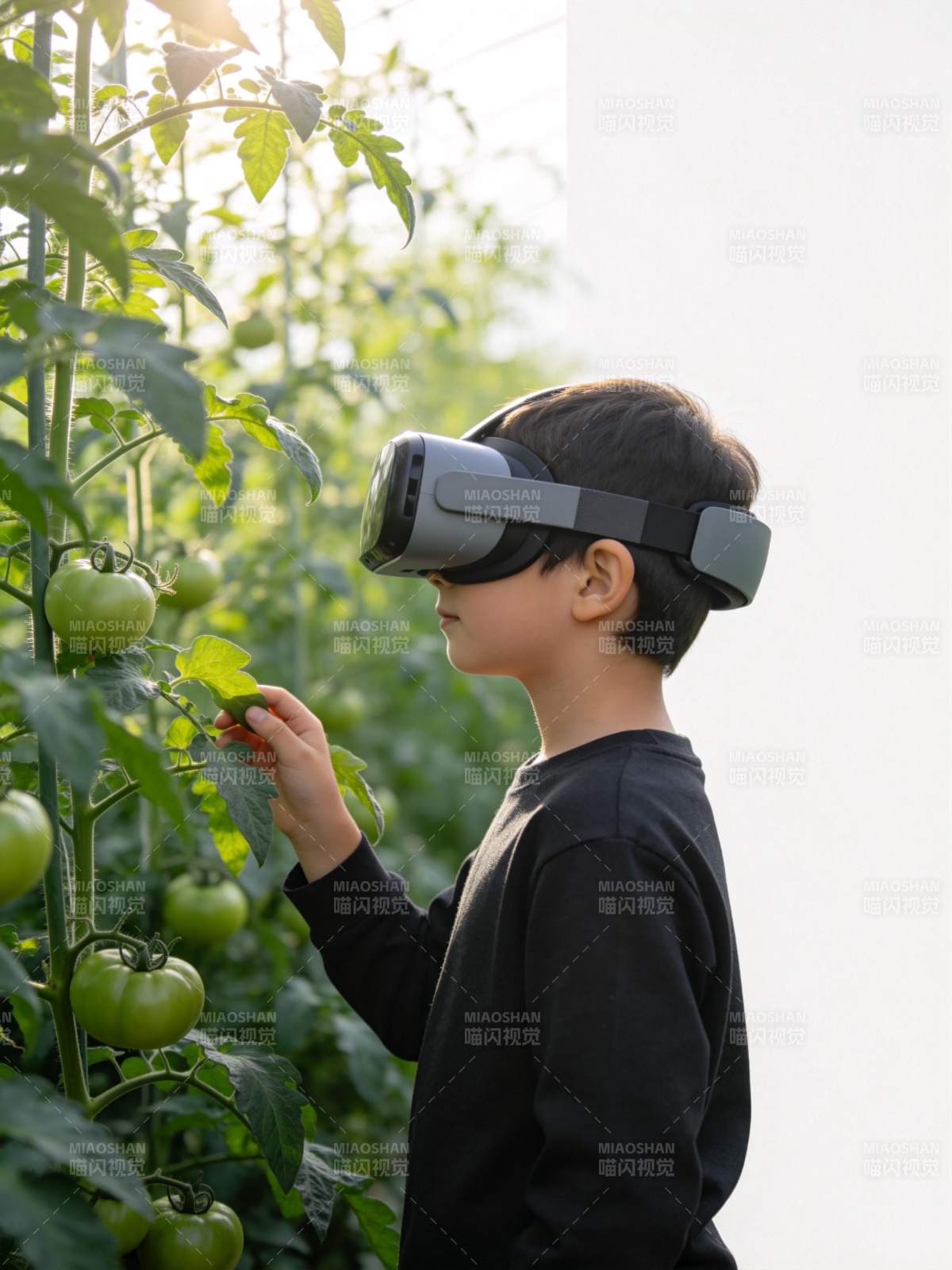 戴VR设备的男孩在番茄植株旁观察果实图片