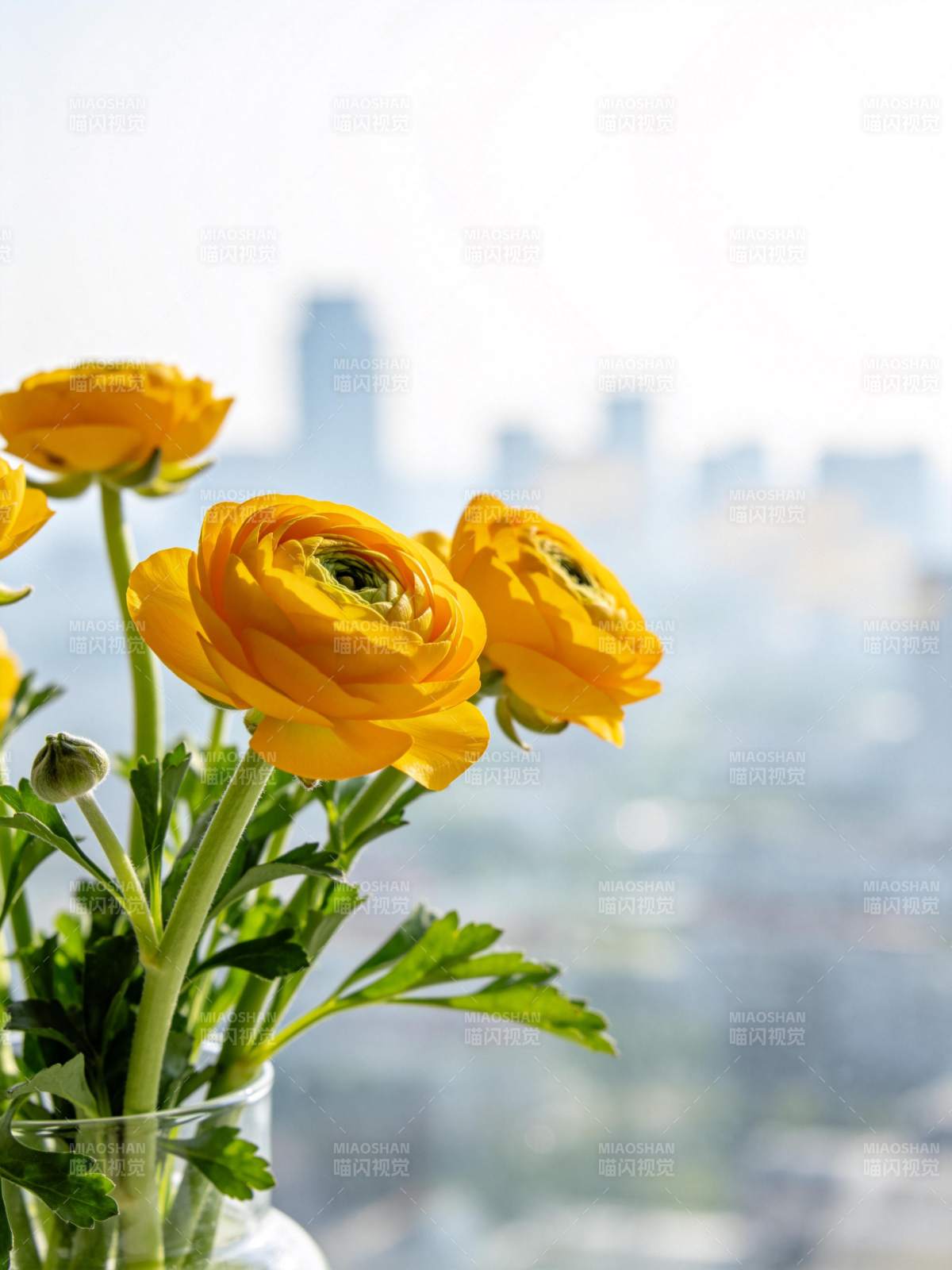 黄色毛茛花插在玻璃瓶中窗前景致图片