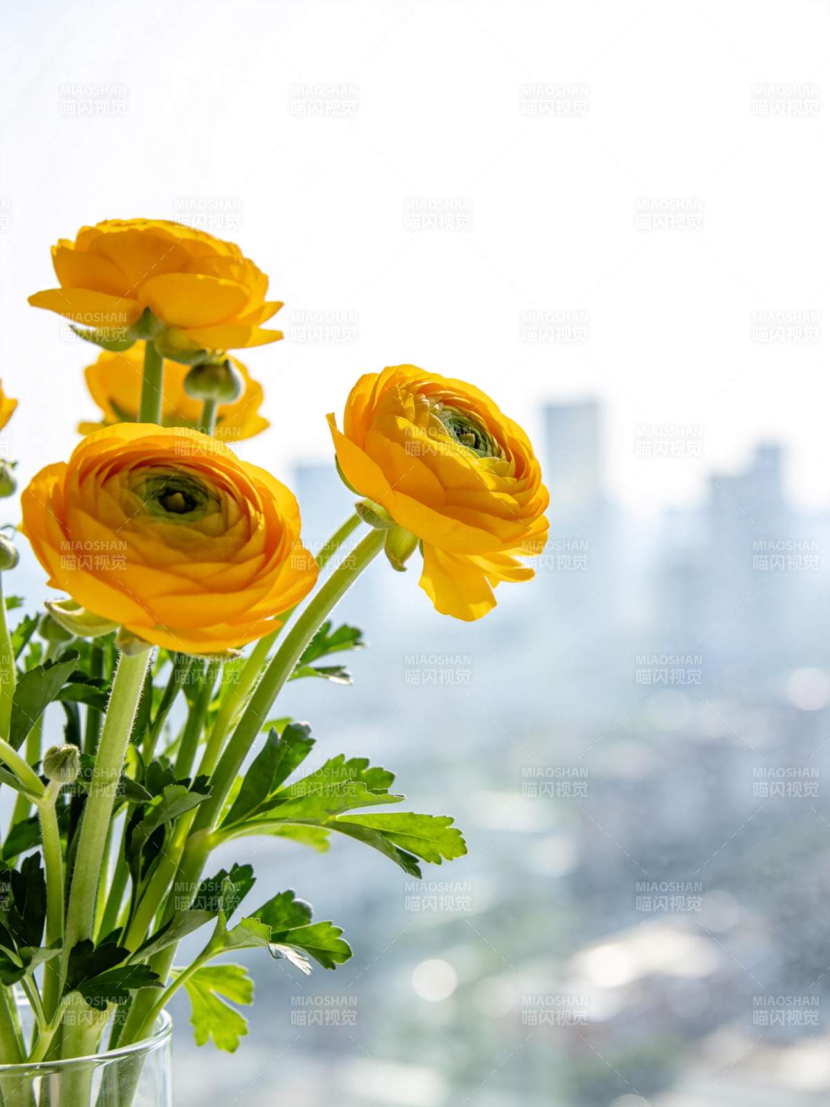 窗边黄色毛茛花束与城市远景图片
