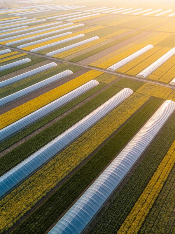 整齐排列的农业温室大棚与花田航拍景象图片