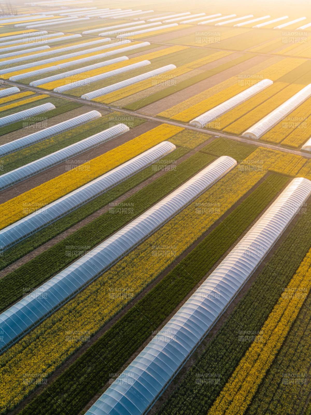 整齐排列的农业温室大棚与花田航拍景象图片