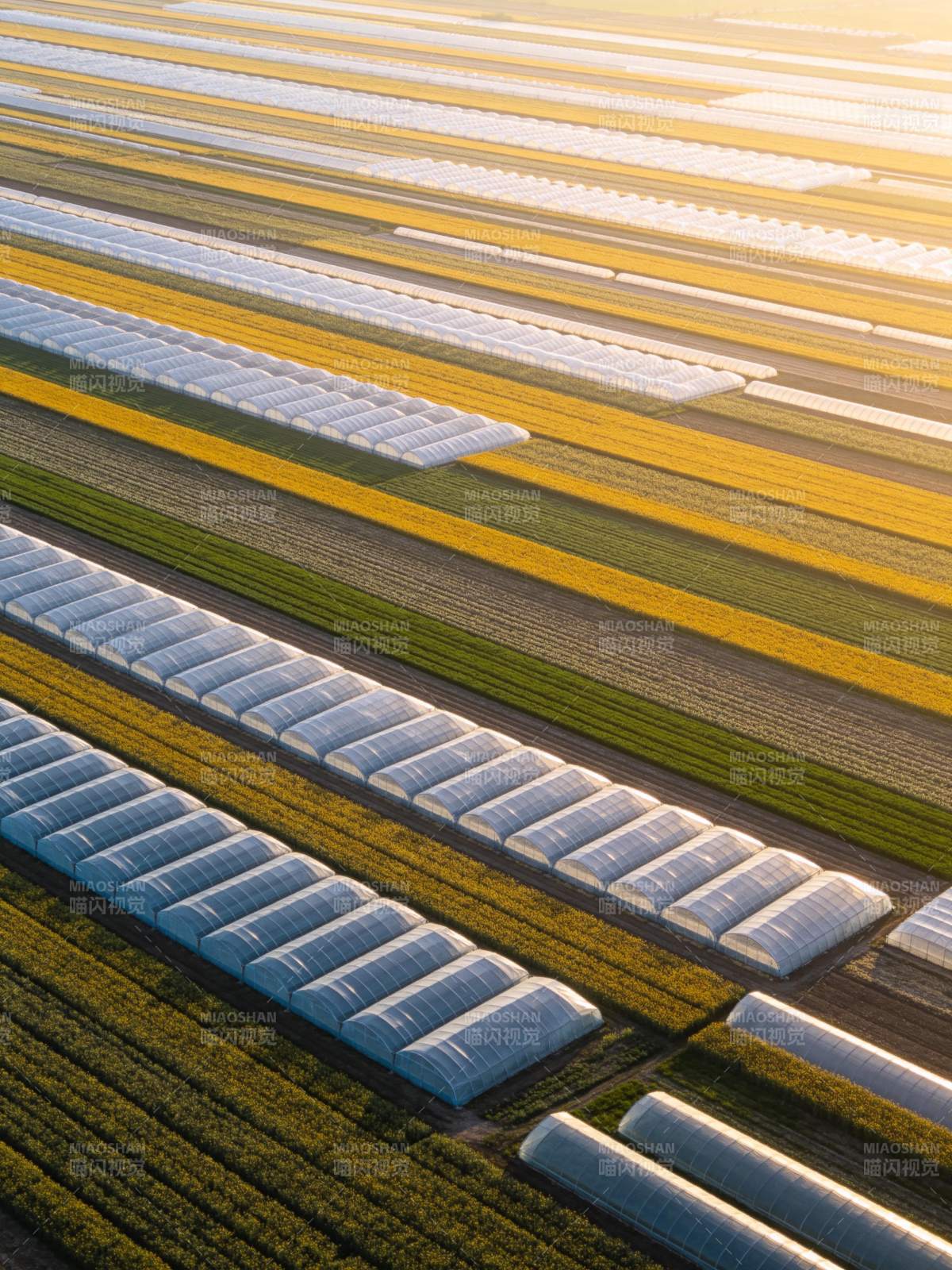 整齐排列的农业温室大棚与彩色作物田图片