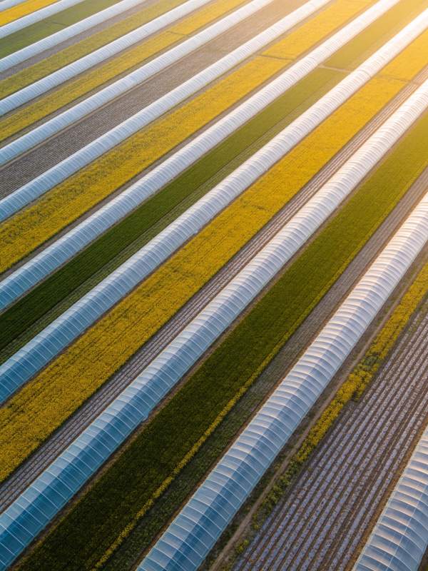 航拍农田温室与作物条带交错分布景观图片