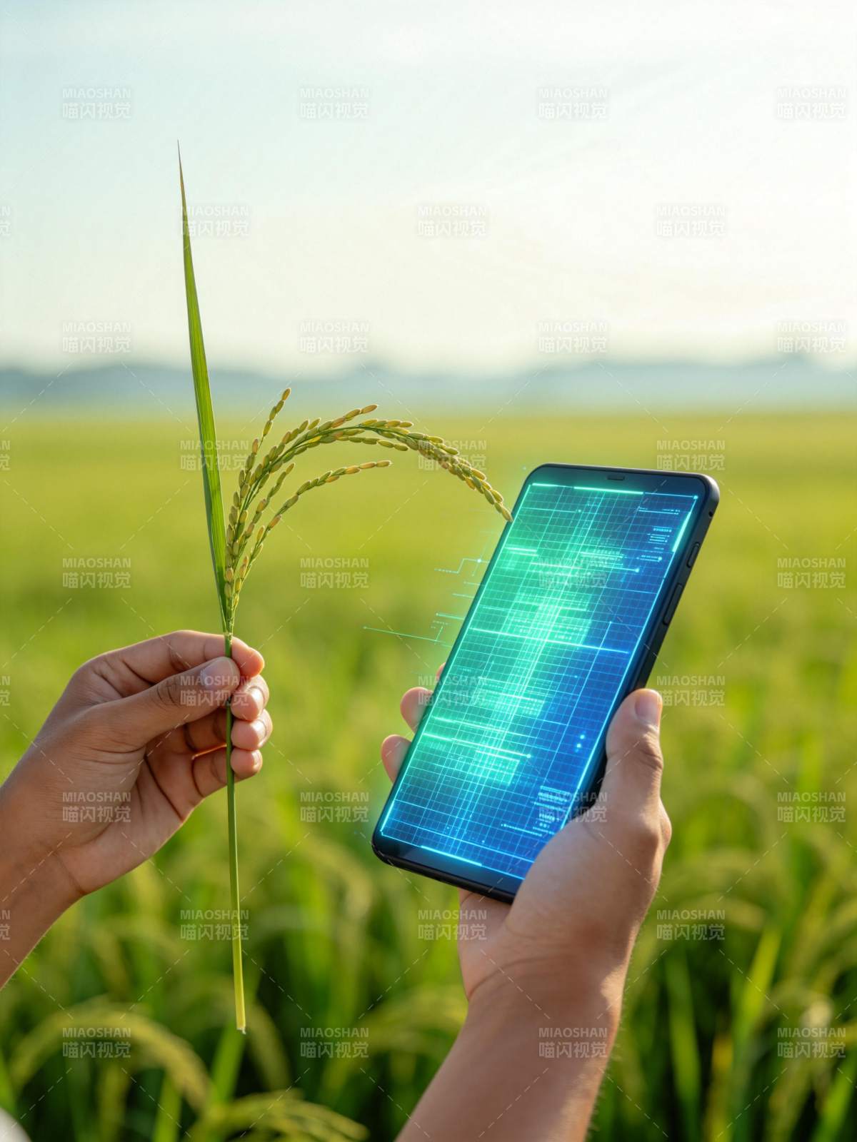 手持稻穗与显示数据界面的智能手机图片