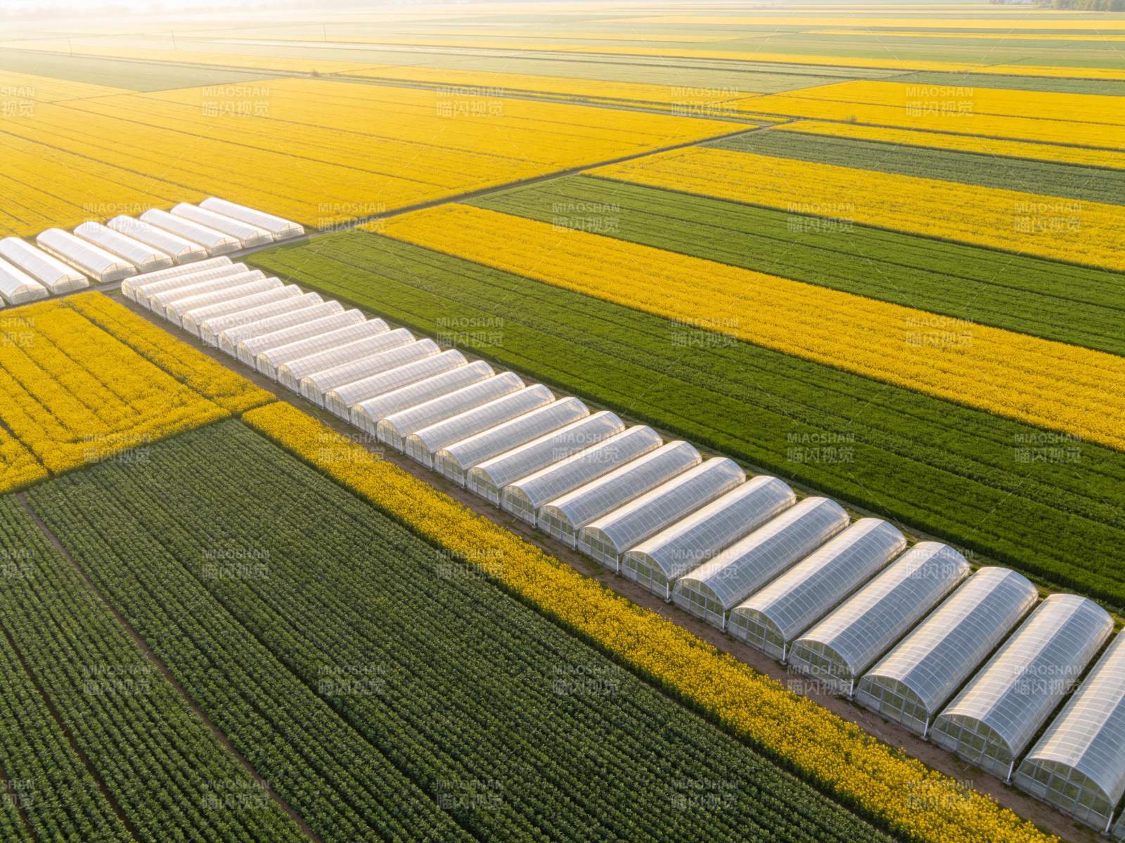 农田中整齐排列的温室大棚与彩色作物带图片