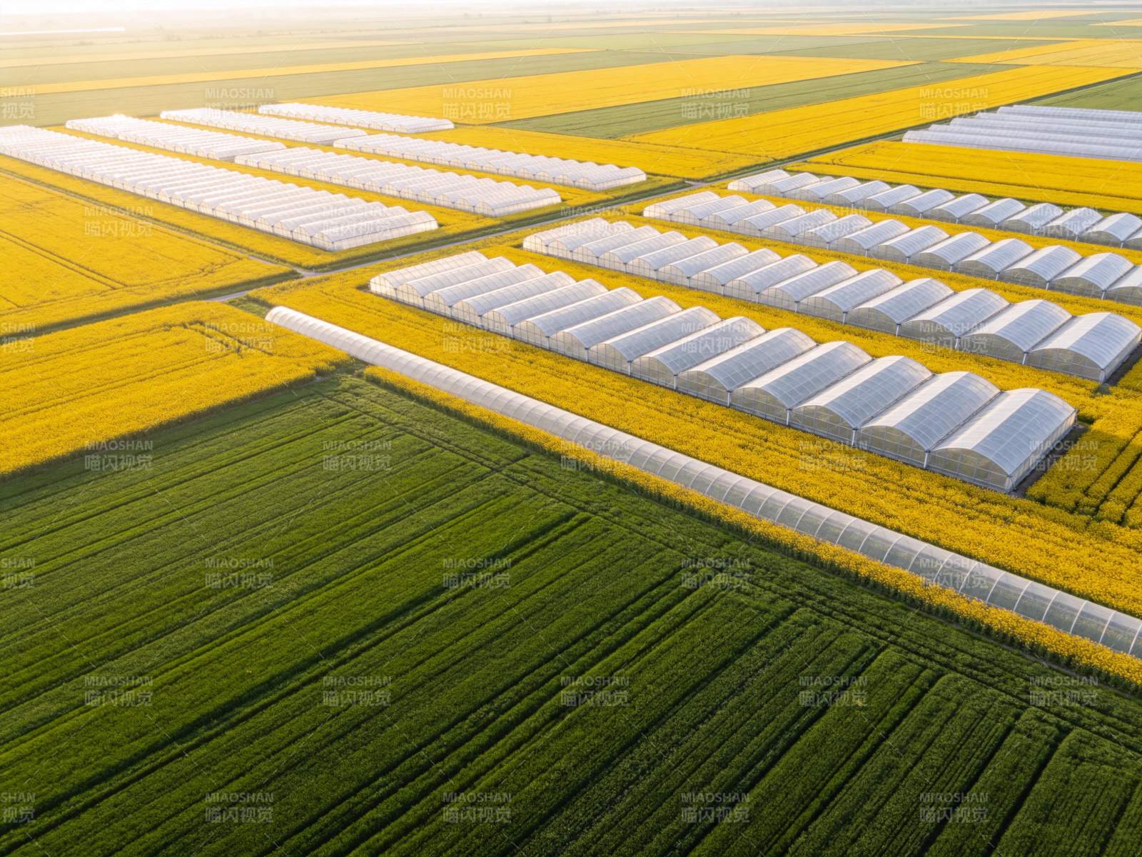 航拍农田中整齐排列的温室大棚与油菜花田图片