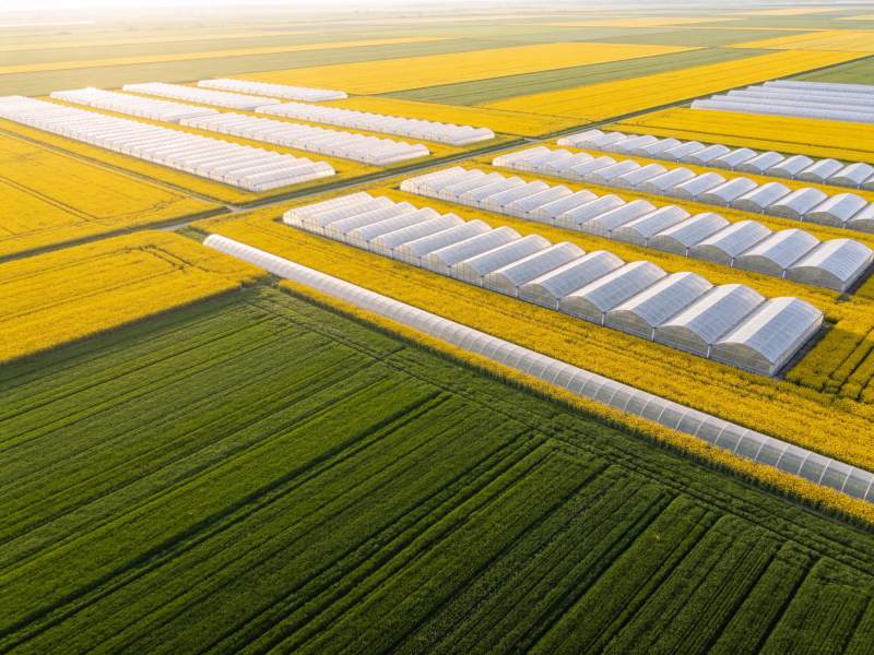航拍农田中整齐排列的温室大棚与油菜花田图片