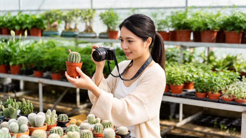 女子手持相机拍摄盆栽仙人掌图片