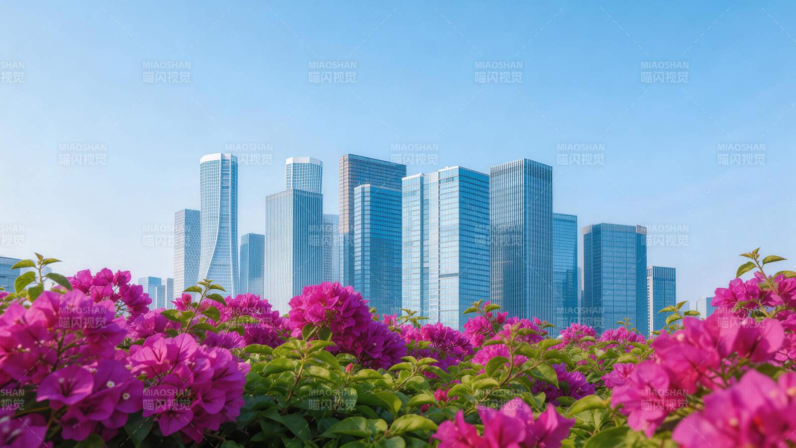 城市高楼群前盛开的紫红色三角梅图片