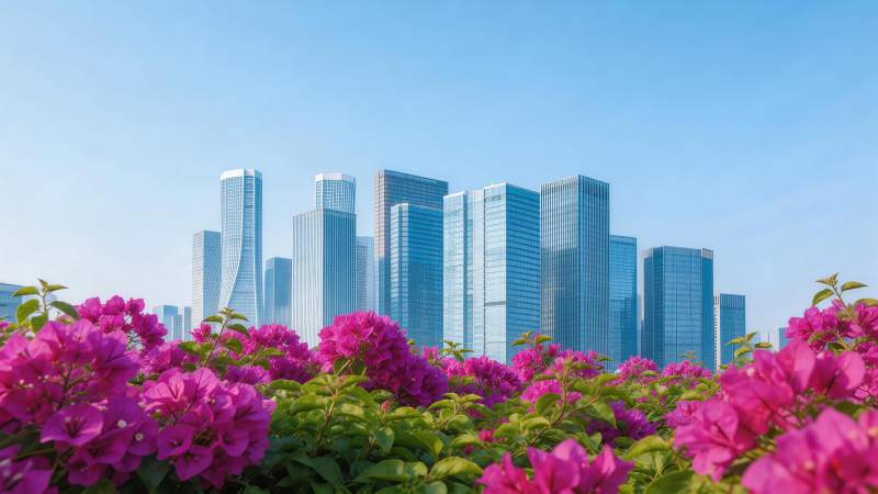 城市高楼群前盛开的紫红色三角梅图片