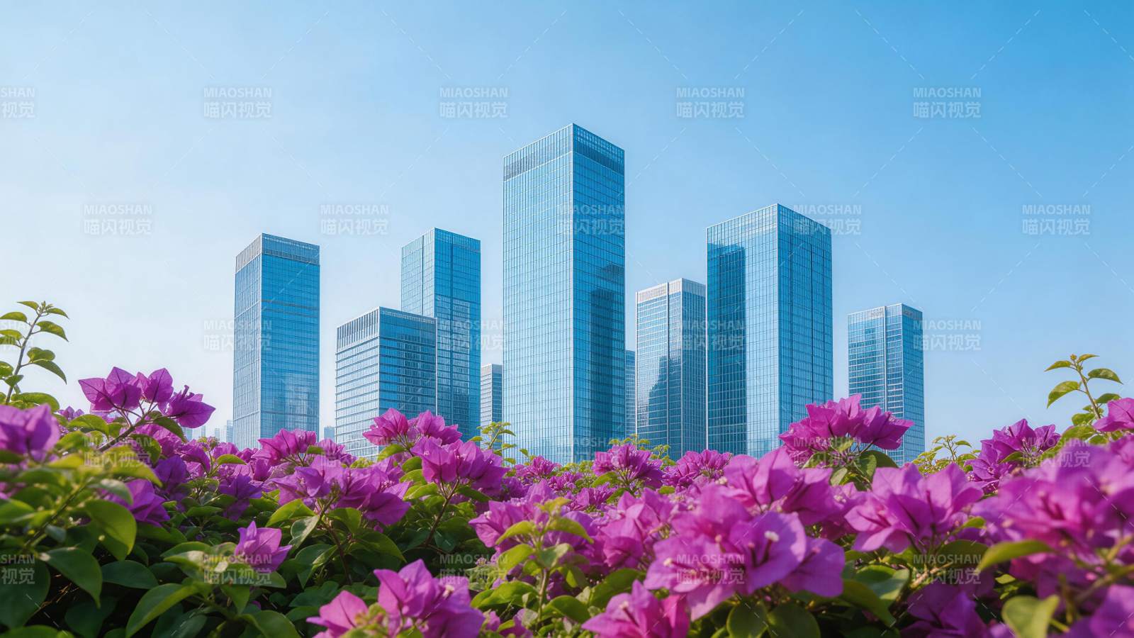 紫色三角梅前景与现代玻璃幕墙高楼群图片