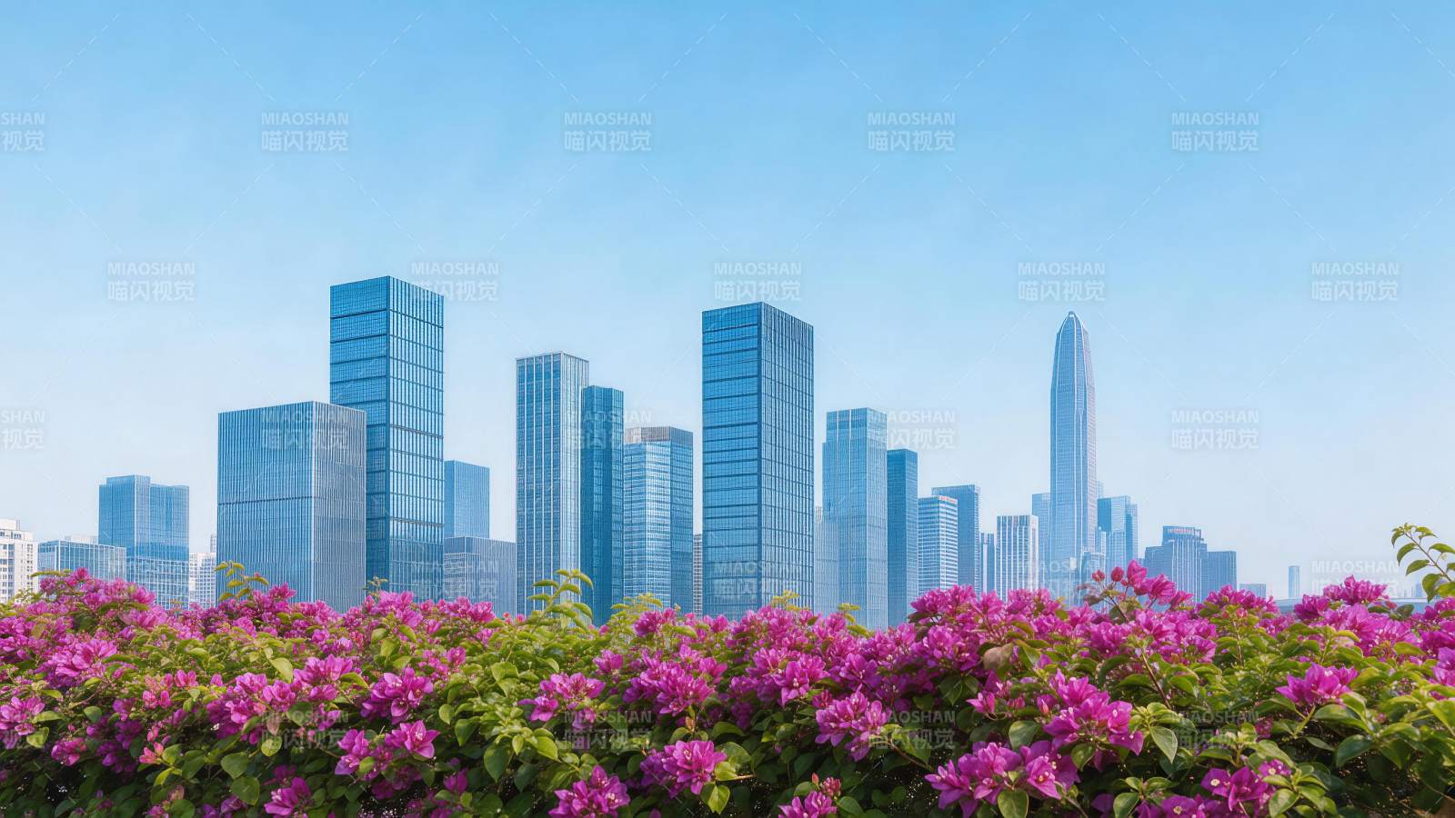 城市高楼群前盛开的紫红色三角梅丛图片