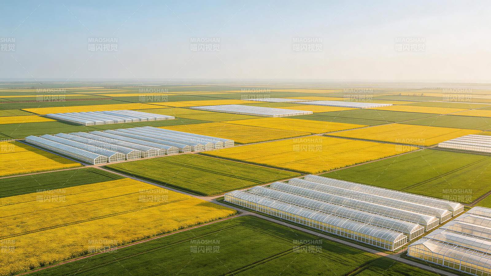 大片农田中整齐排列的温室大棚与金黄油菜花图片