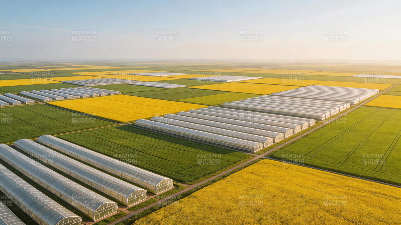 大片农田中整齐排列的温室大棚与金黄作物图片