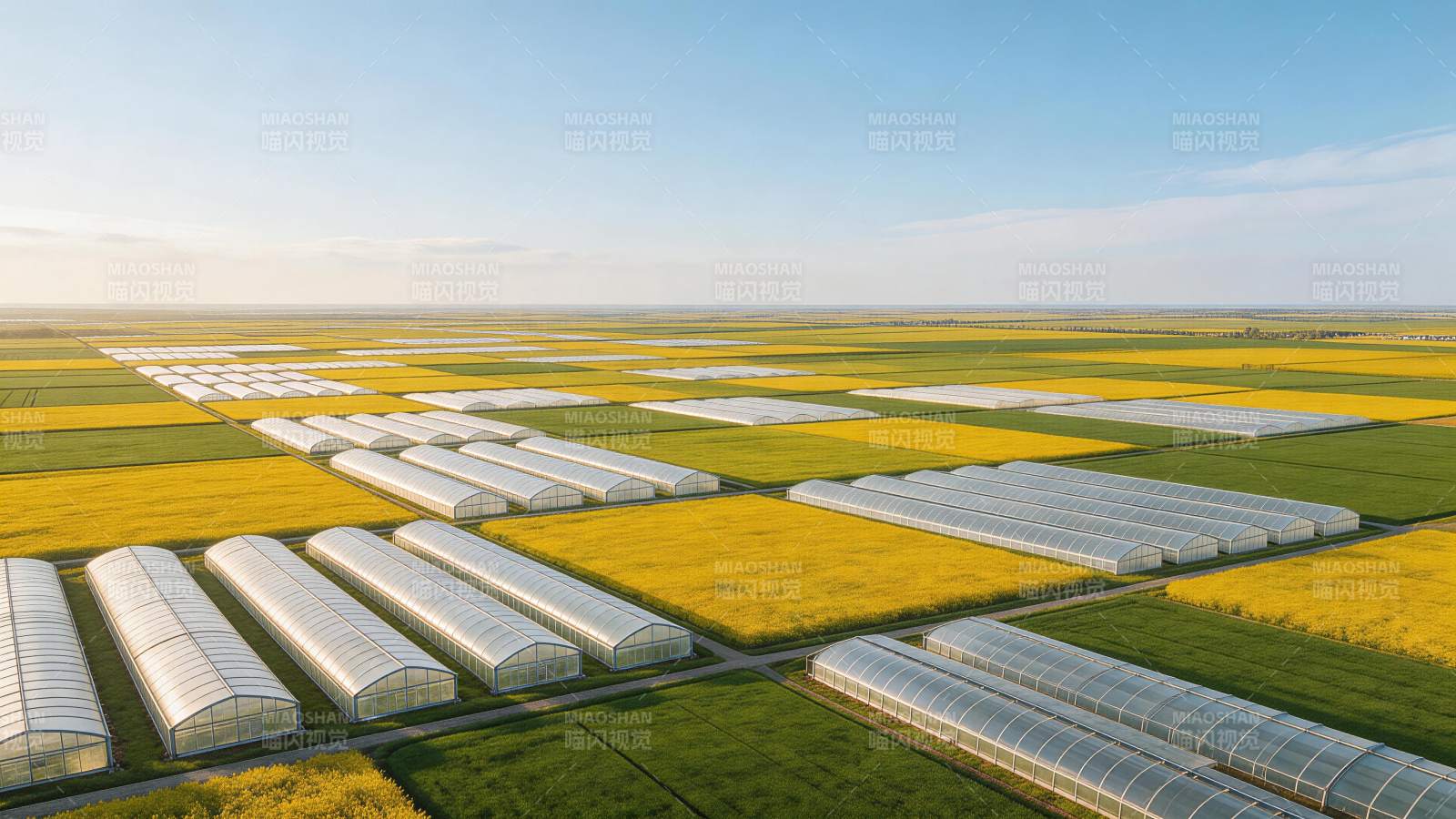 大片农田中整齐排列的温室大棚与油菜花田图片