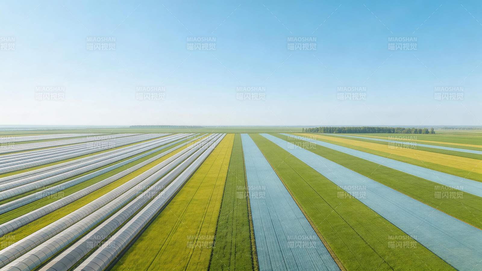 整齐排列的农田覆盖膜与绿色作物带图片