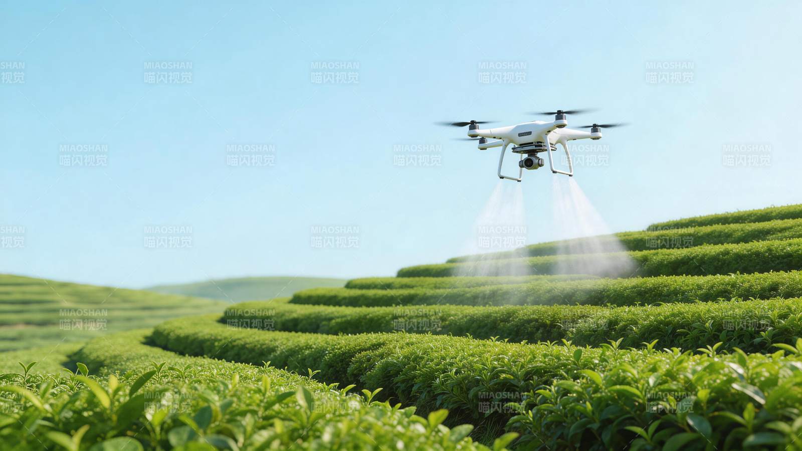 无人机在梯田茶园上空喷洒作业图片