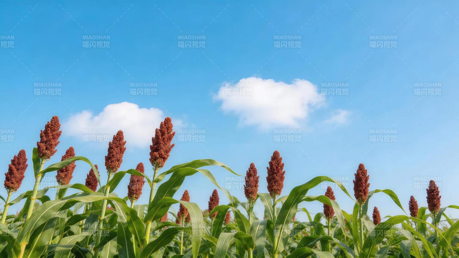 高粱田在蓝天白云下的丰收景象图片