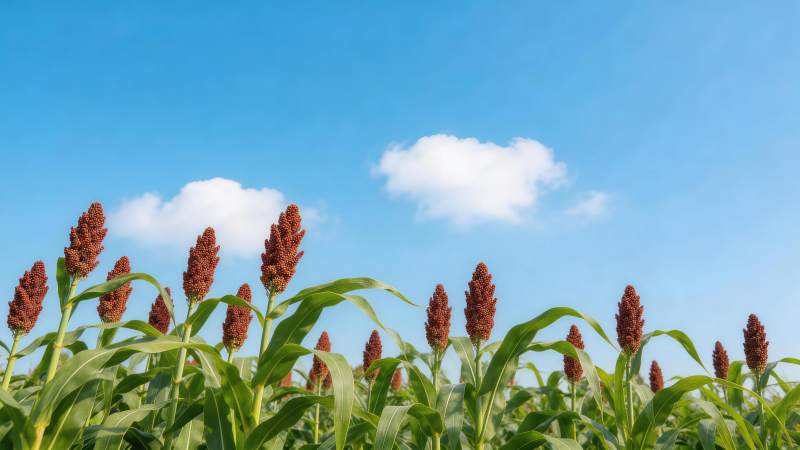 高粱田在蓝天白云下的丰收景象图片