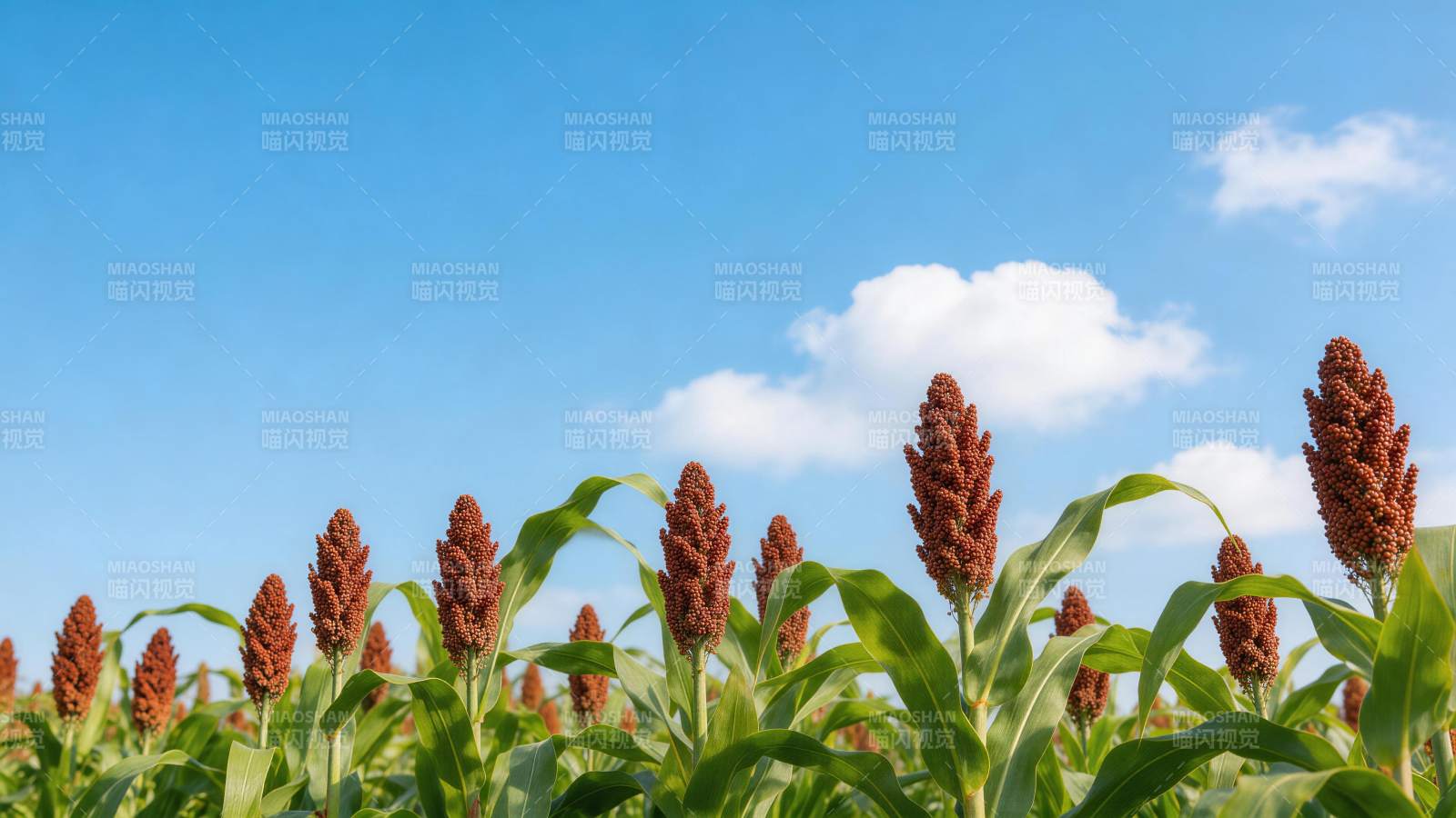 高粱田在蓝天白云下的丰收景象图片