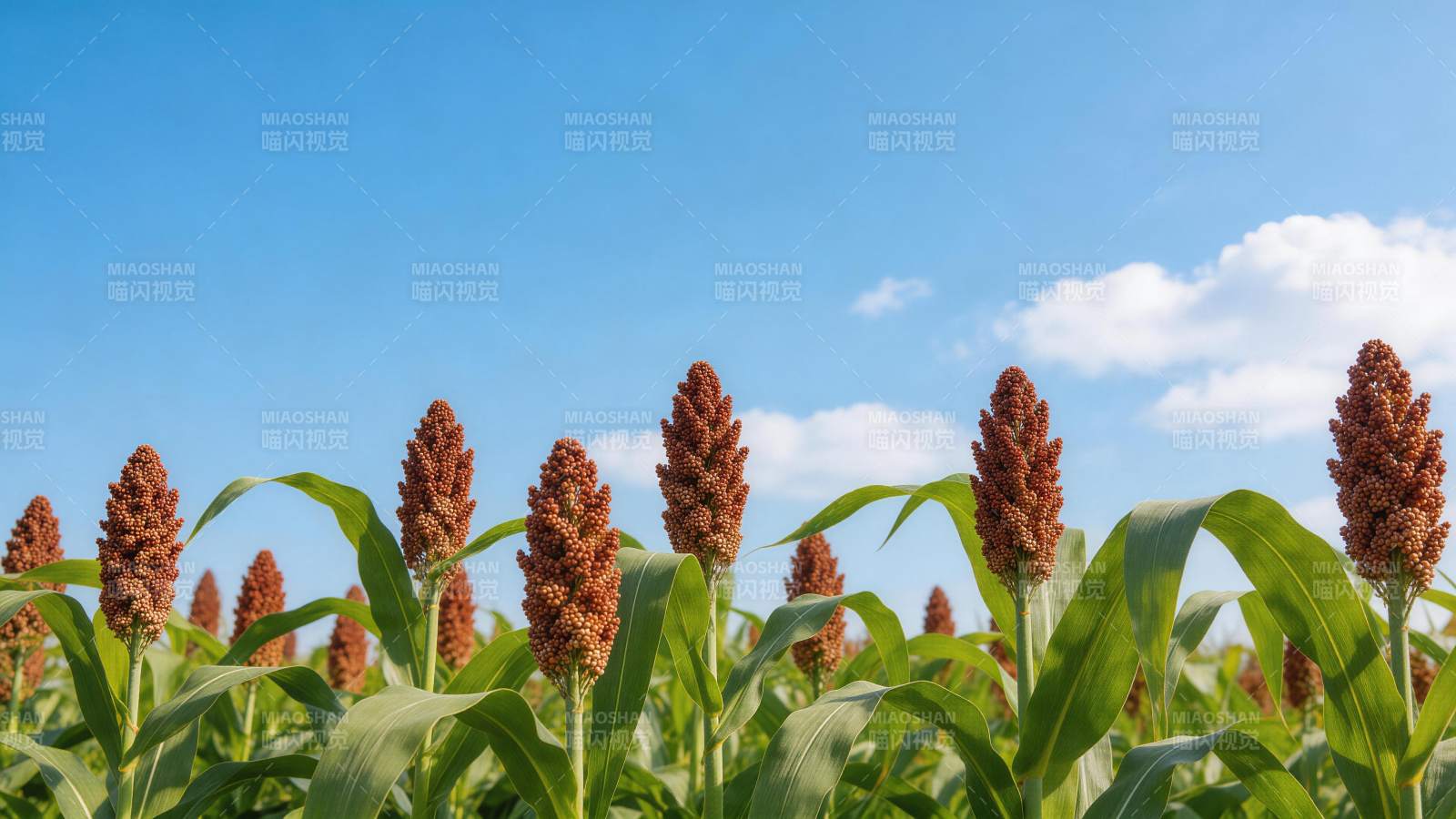 高粱田在晴朗蓝天下的成熟景象图片