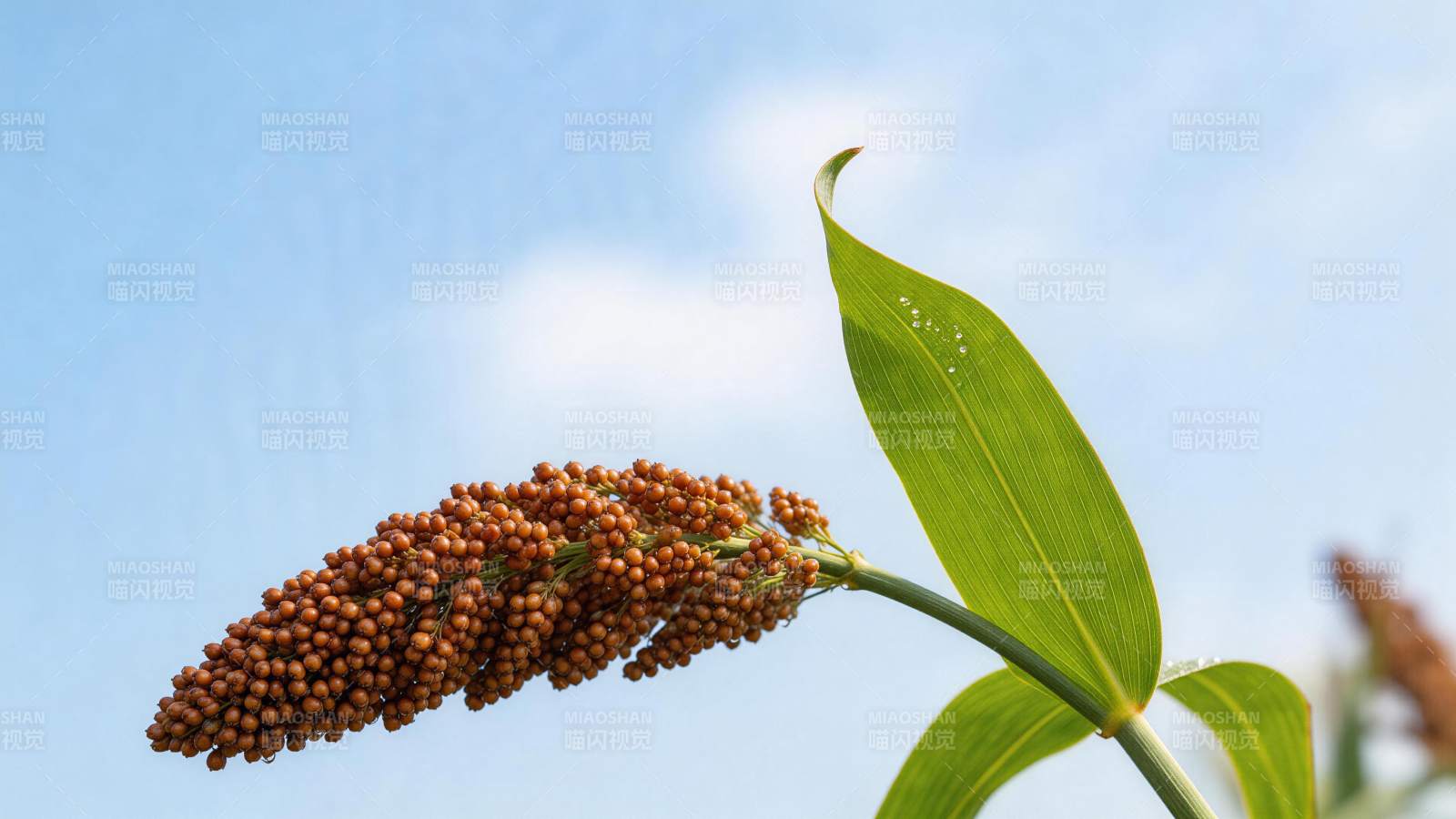 成熟高粱穗与绿叶在蓝天背景下的特写图片
