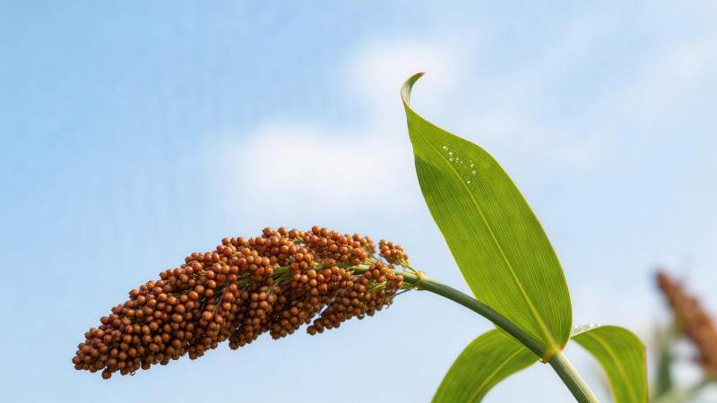 成熟高粱穗与绿叶在蓝天背景下的特写图片