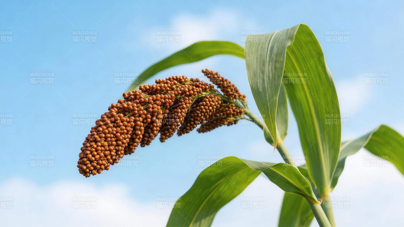 高粱穗在蓝天下的特写镜头图片