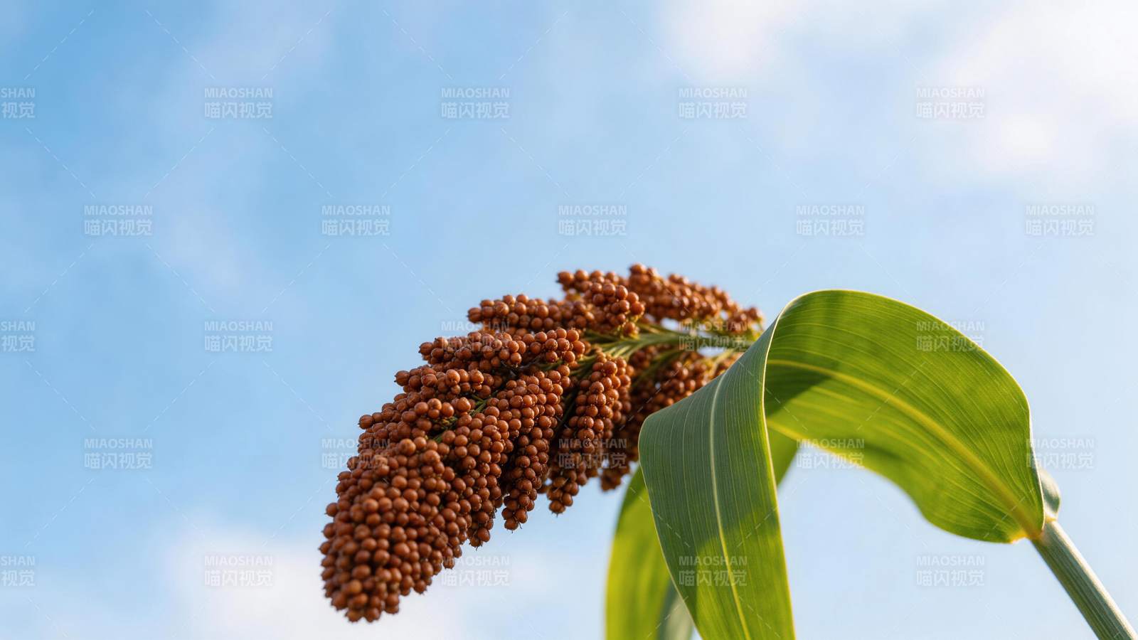 高粱穗在蓝天下的特写镜头图片