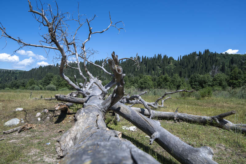 枯木草原风光图片