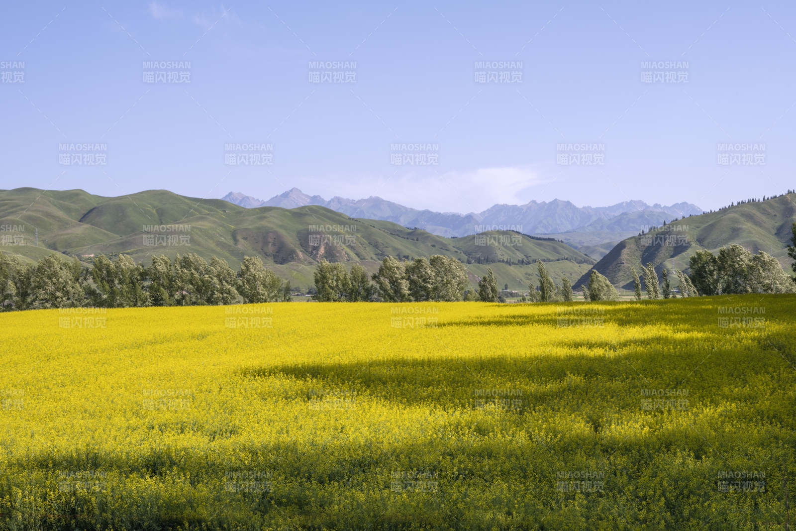 新疆唐布拉百里画廊沿途金黄花海映青山图片