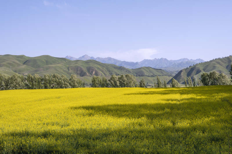 新疆唐布拉百里画廊沿途金黄花海映青山图片