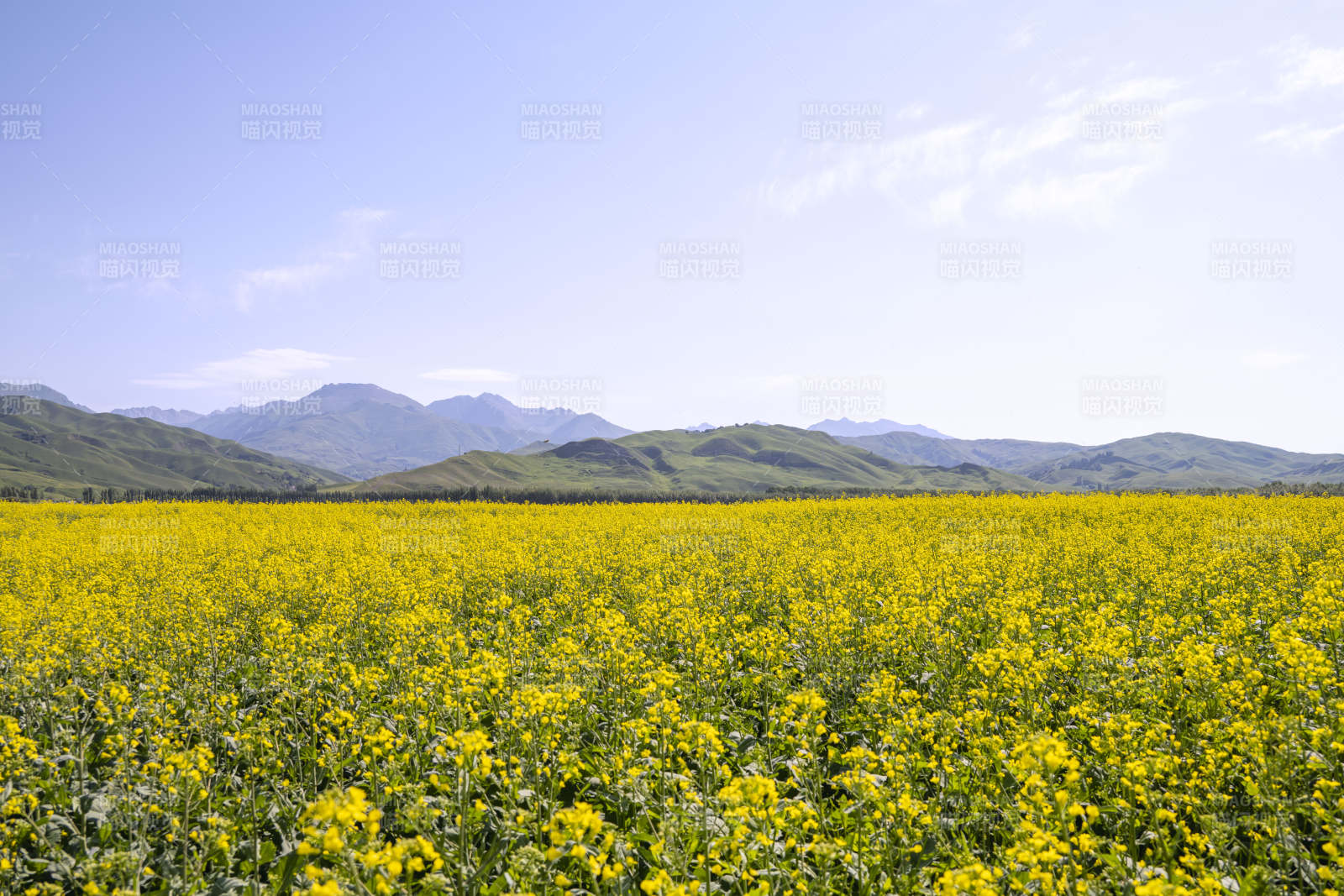 新疆伊犁唐布拉百里画廊沿途油菜花海图片