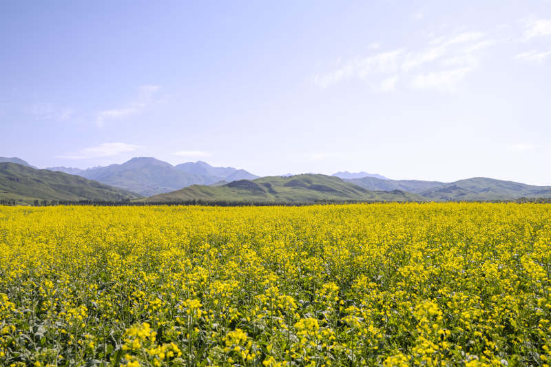 新疆伊犁唐布拉百里画廊沿途油菜花海图片