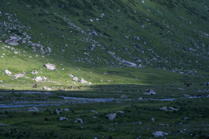 新疆伊犁孟克特古道山坡溪流牧马图片