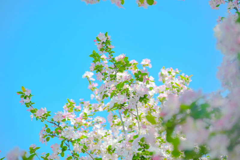 樱花绽放蓝天图片