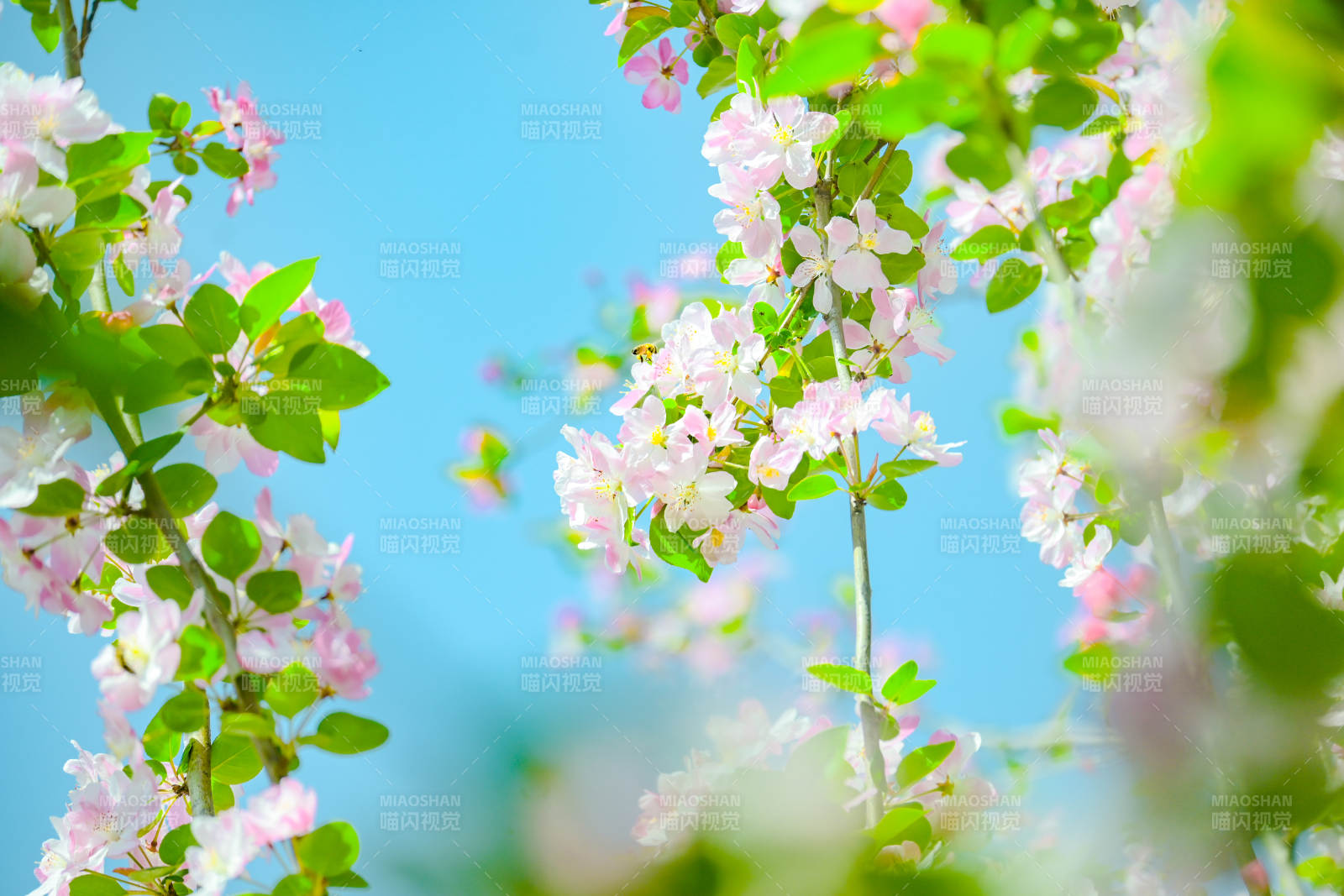 春日花枝绽放图片