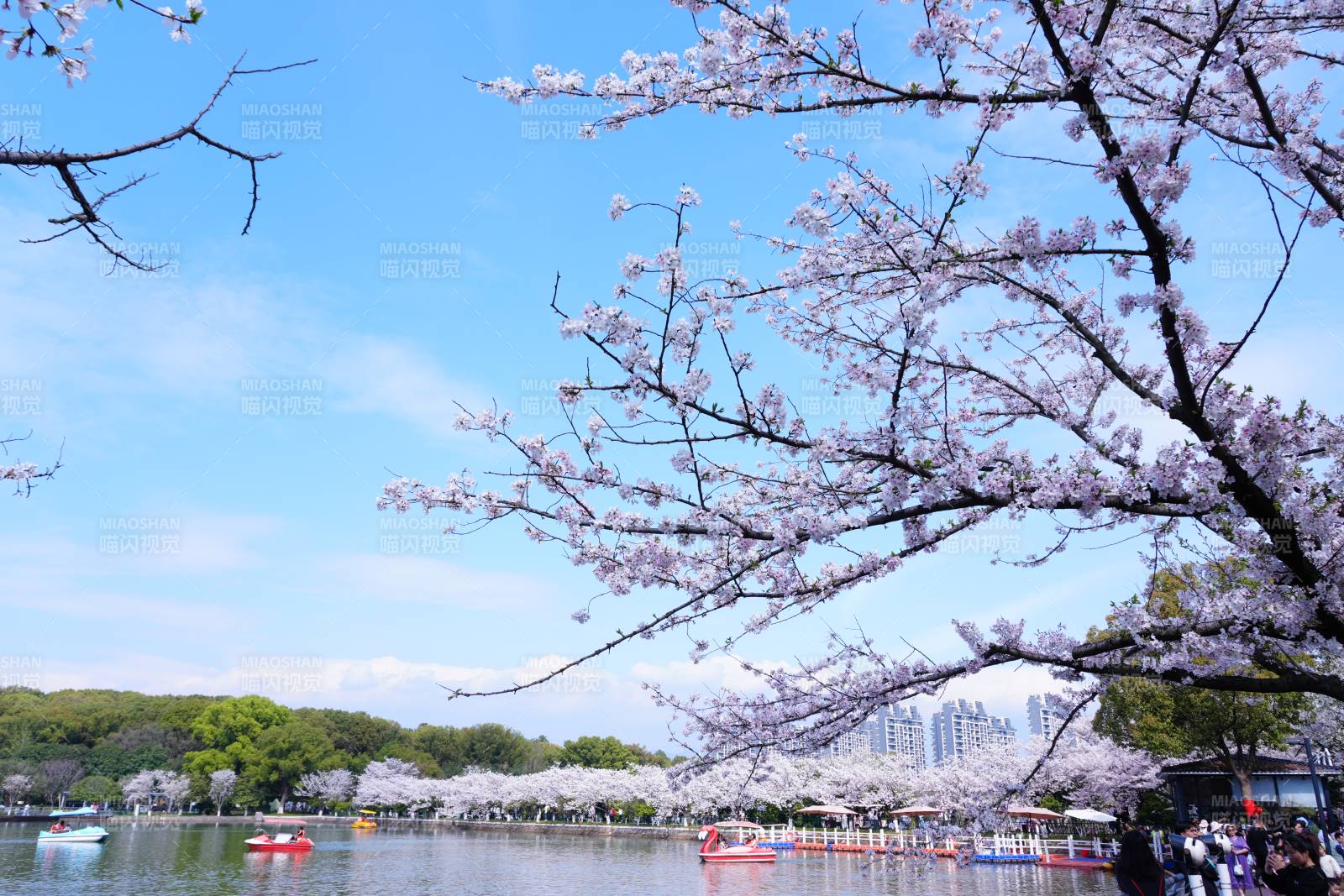 樱花盛开湖畔美景图片