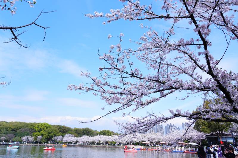 樱花盛开湖畔美景图片