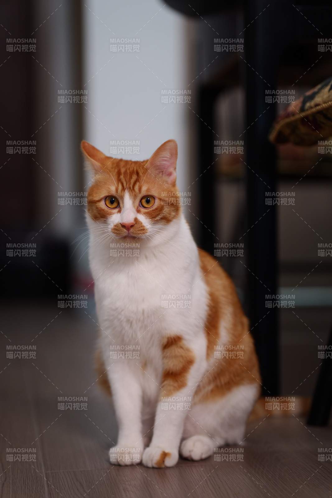 橙白猫咪静坐凝视图片