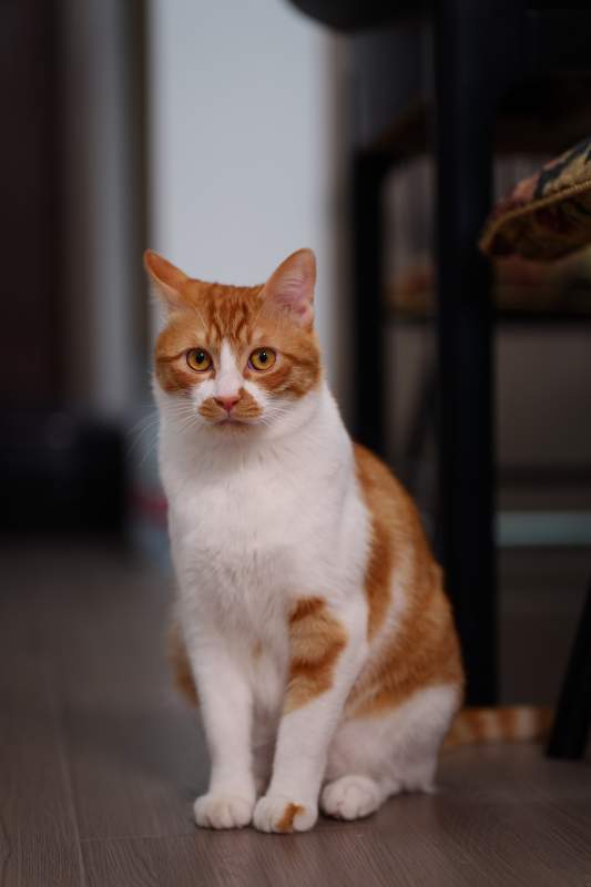 橙白猫咪静坐凝视图片