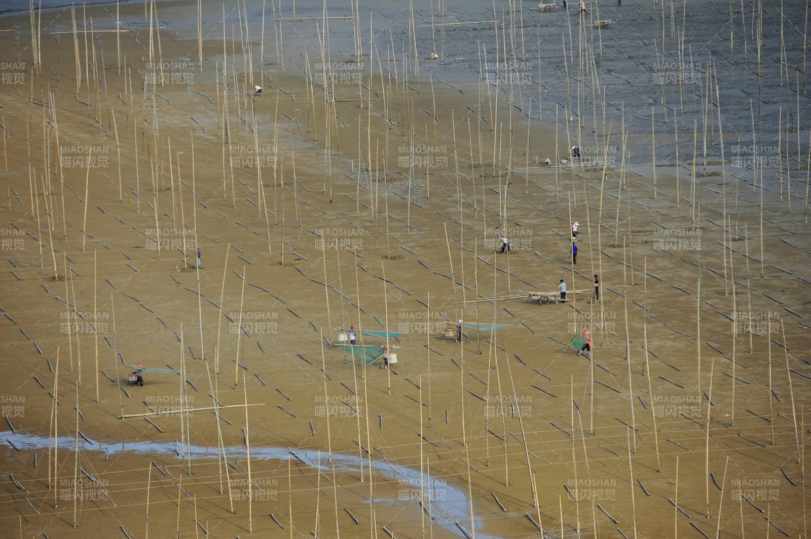 滩涂上的竹竿阵图片